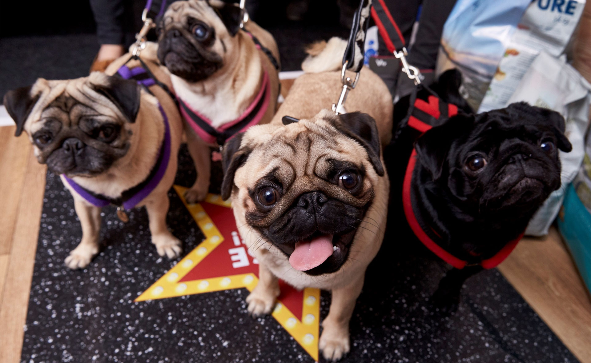 Canidae Dog Selfie Mirror