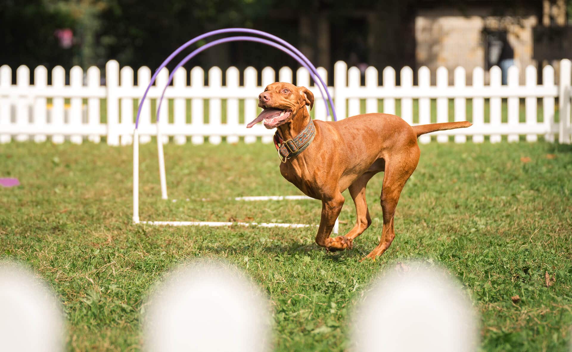Clarks Village Pawsome Pooch