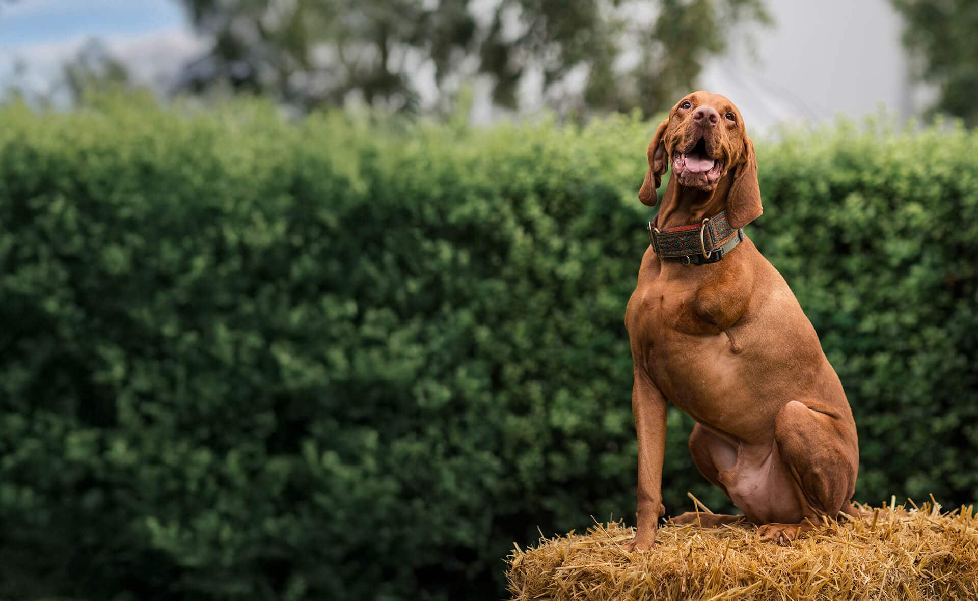 Clarks Village Pawsome Pooch