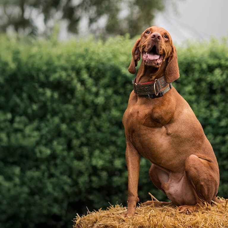 Clarks Village Pawsome Pooch