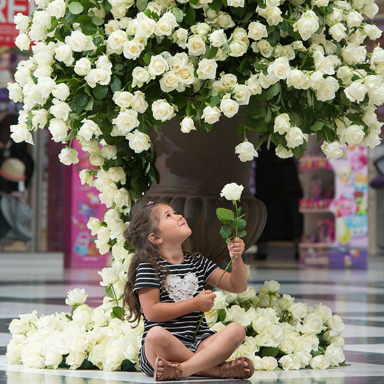 Blooming-marvellous-white-rose-yorkshire-PR-stunt