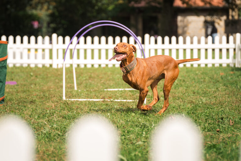 Clarks-Village-Canine-Executive-Officer-Consumer-PR-Campaign