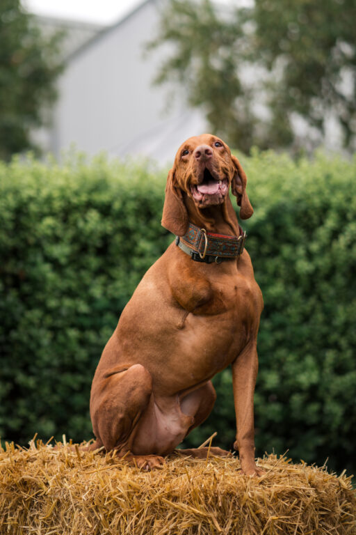  Clarks-Village-Canine-Executive-Officer-Consumer-PR-Campaign