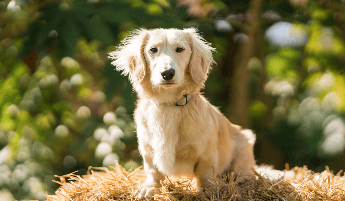 Pup-loving Clarks Village fetches Dog-Friendly Award