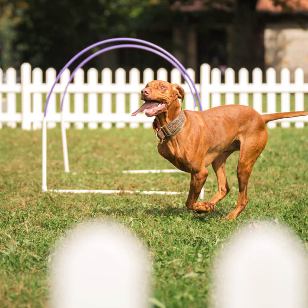 Umpf Destination Marketing Pawsome Pooch